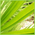:iconsam-dufton: