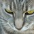 :iconsamantha-paige: