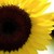 :iconsami--sunshine: