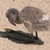 :iconsami-designs:
