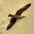 :iconsamicand: