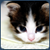 :iconsamijc: