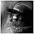 :iconsaminc04: