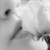 :iconsamkidd: