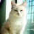 :iconsammhael-ss: