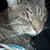 :iconsammidearest: