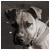 :iconsammie-w00f: