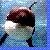 :iconsammiebones: