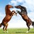 SammieWithAHatOn :iconsammiewithahaton: