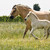 :iconsammixhorse: