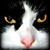 :iconsammr153: