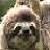 :iconsamsloth: