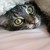 samTHEthird :iconsamthethird: