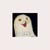 :iconsamthomas5: