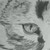 :iconsamtreat:
