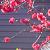 :iconsamurai-champlo0: