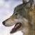 :iconsamurai-ookami-yoki: