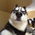 :iconsanadaryuworks: