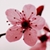 :iconsanae-de-ii-desu: