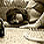 :iconsanara19: