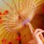 sanda-sama :iconsanda-sama: