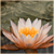 :iconsandlotus: