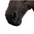 :iconsandrocken: