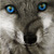 :iconsandstar123: