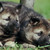 :iconsandstorm84: