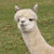 :iconsandysandy1993: