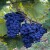 :iconsangiovese: