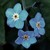 :iconsanguinetti: