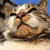 :iconsanhao: