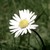 :iconsans-drap:
