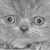 :iconsanscesse: