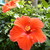:iconsanshain180: