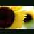 :iconsantachristmas:
