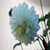 :iconsantina-leigh: