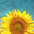 :iconsanto13:
