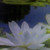 :iconsantyagia: