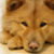 :iconsanuranthy: