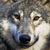 :iconSanx: