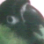 :iconsaoirsepdg: