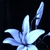 :iconsaphire-lilly: