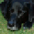 :iconsaphirstern: