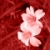 :iconsappfire: