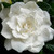 :iconsapphire12592: