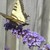 :iconsapphire2kg: