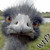 :iconsapphireamp: