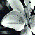 :iconsapphireangelheart: